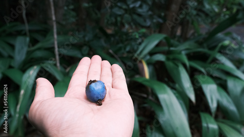 A small cassowary plum found on a hand in Daintree rainforest, Cairns, Queensland, Australia photo