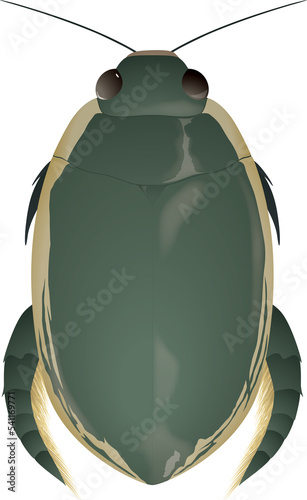 Dytiscidae ゲンゴロウ 竜蝨