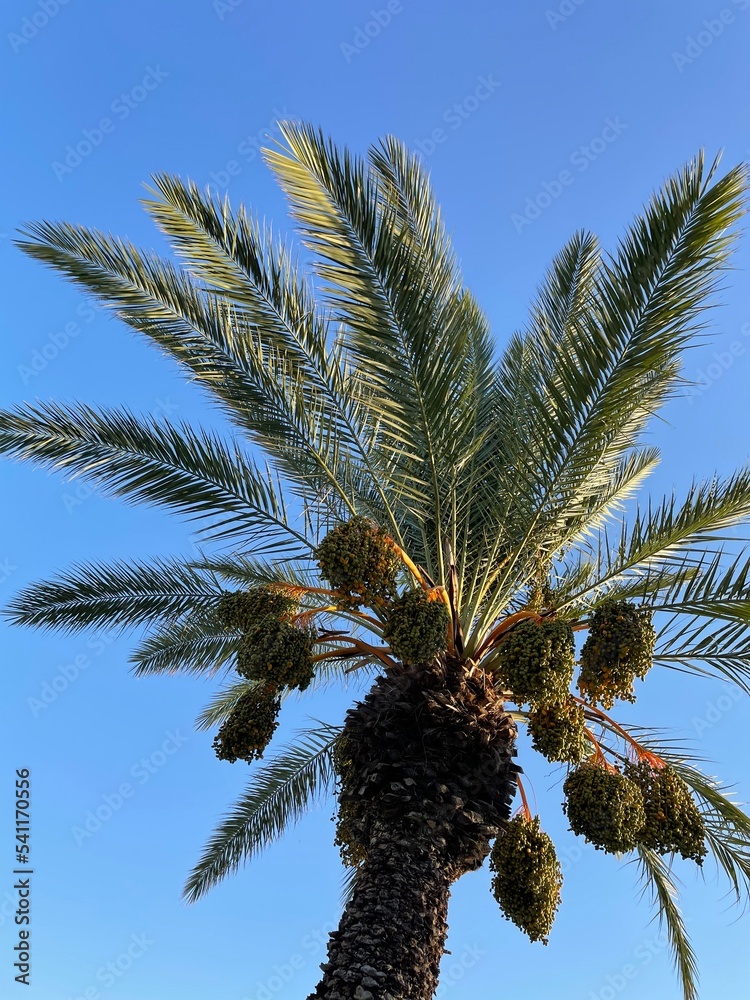 palm trees against sky