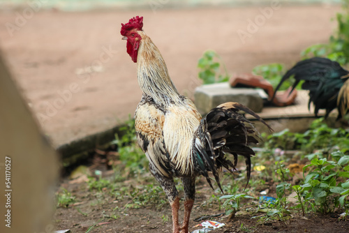 rooster looking for food, chicken eating grass