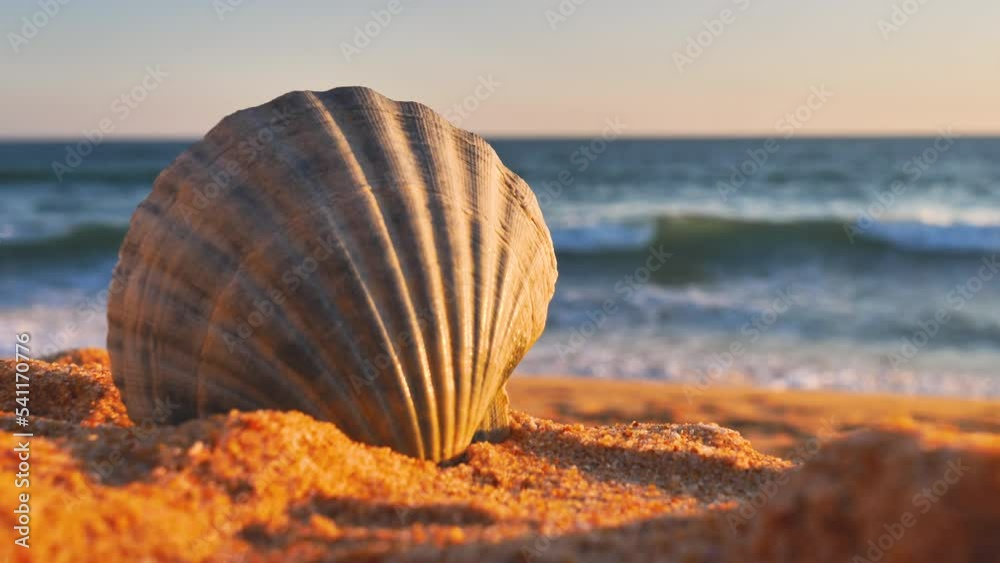 Shell on beach with waves.
