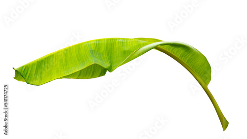 green banana leaf isolated on white background © pernsanitfoto