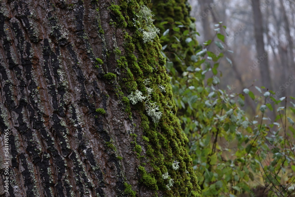 Evernia prunastri on the moss covered tree Evernia prunastri on the moss covered tree
