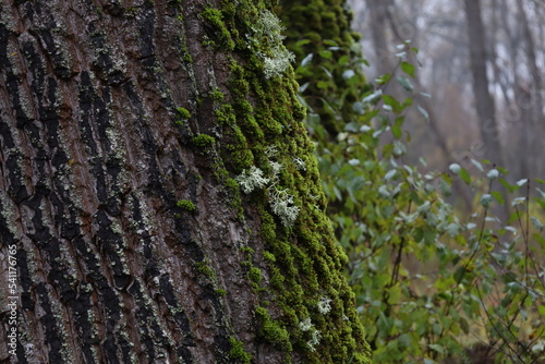 Evernia prunastri on the moss covered tree 