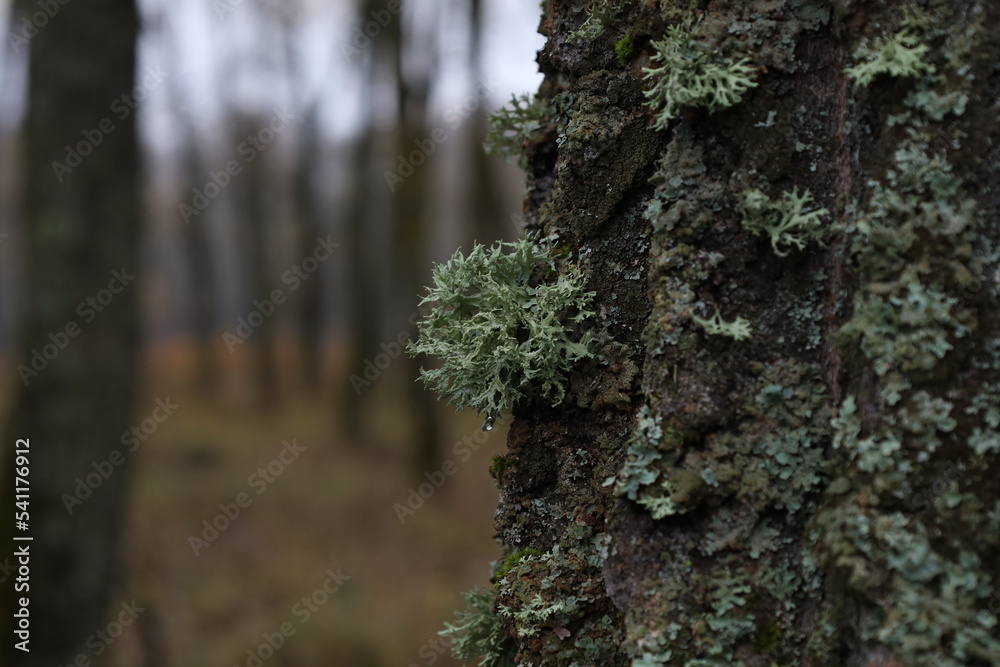Evernia prunastri on the moss covered tree Evernia prunastri on the moss covered tree