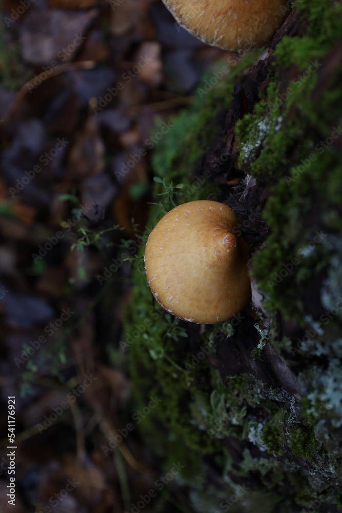Hemipholiota mushroom in the autumn forest Hemipholiota mushroom in the autumn forest
