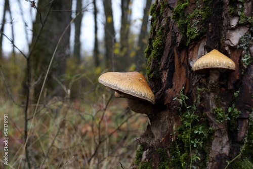 Hemipholiota mushroom in the autumn forest