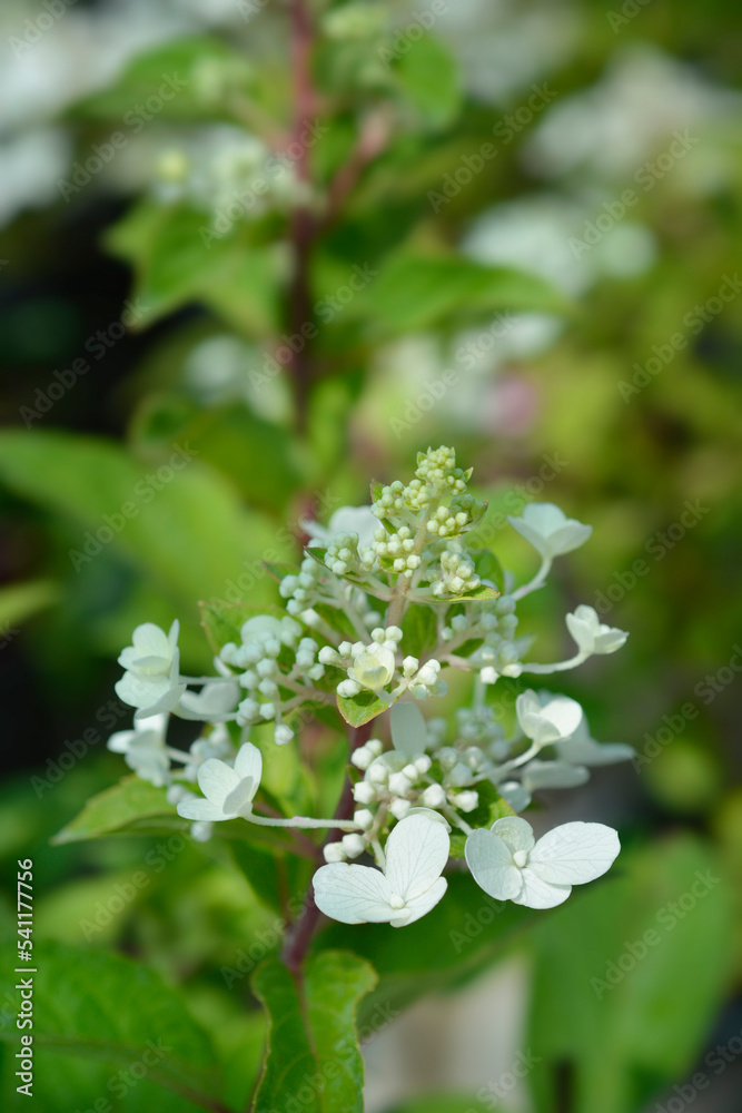 Paniculate hydrangea Angels Blush