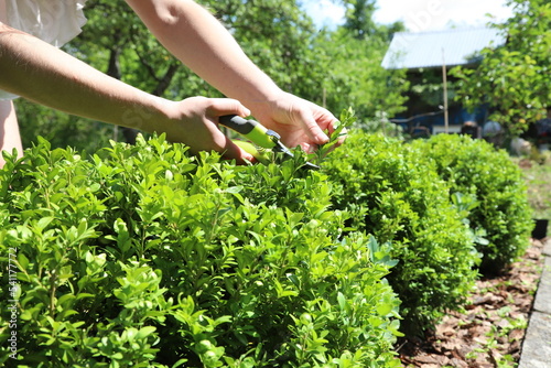 Pruning boxwood in the summer garden