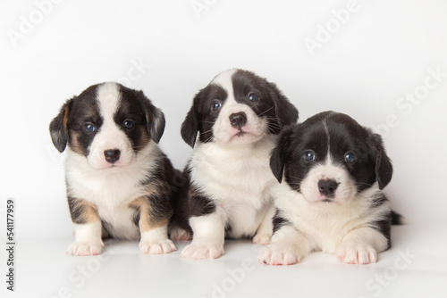 three cute cardigan welsh corgi puppies are sitting and looking at the camera together. isolated on white background. cute pets concept