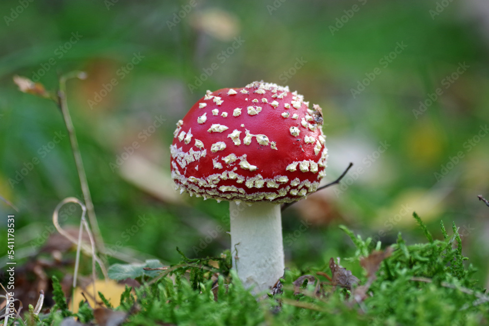 Der kleine Fliegenpilz gilt auch als Glückssymbol Der kleine Fliegenpilz gilt auch als Glückssymbol