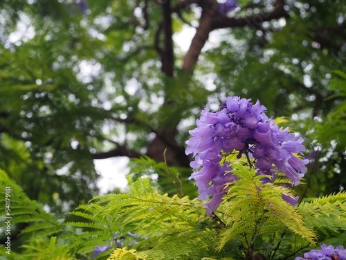Blue jacaranda in blossom, Jacaranda mimosifolia photo