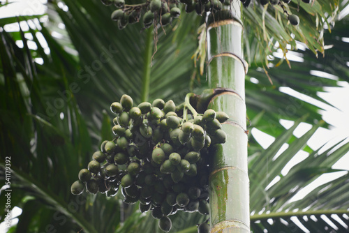 Bunch of fresh betel nut