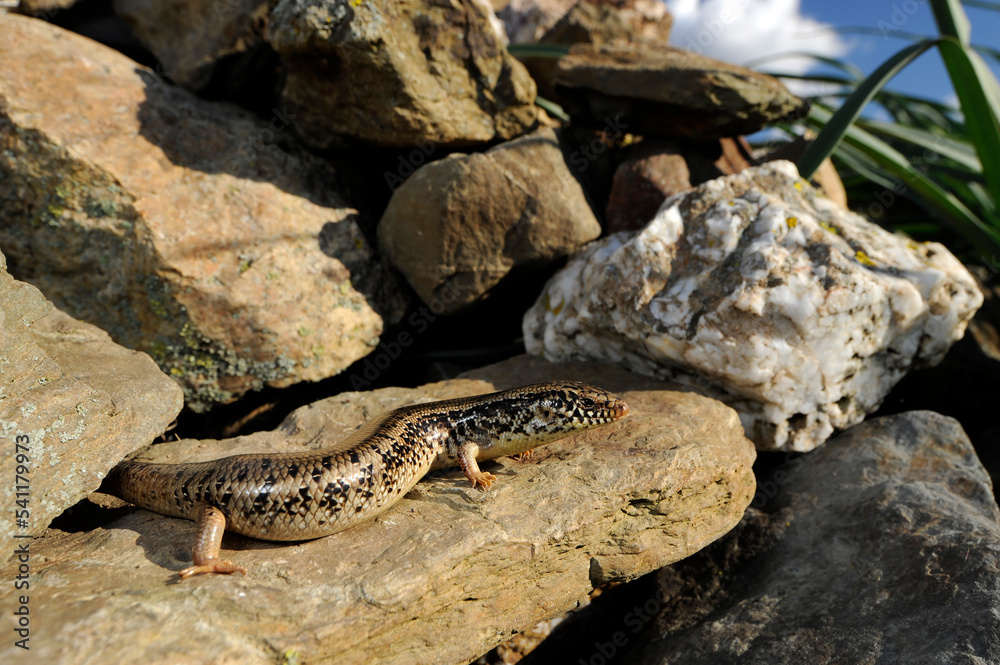 Gefleckter Walzenskink // Ocellated skink (Chalcides ocellatus tiligugu) - Sardinien, Italien Gefleckter Walzenskink // Ocellated skink (Chalcides ocellatus tiligugu) - Sardinien, Italien