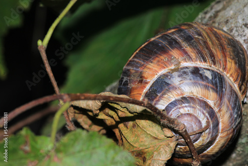 cornu aspersum snail animal macro photo photo