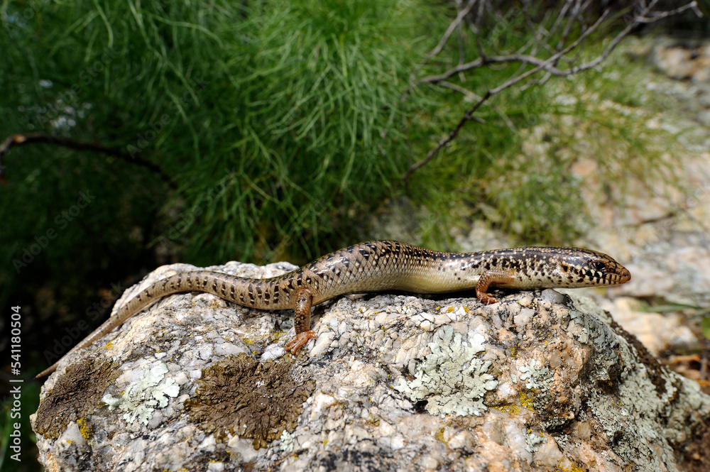 Gefleckter Walzenskink // Ocellated skink (Chalcides ocellatus tiligugu) - Sardinien, Italien Gefleckter Walzenskink // Ocellated skink (Chalcides ocellatus tiligugu) - Sardinien, Italien