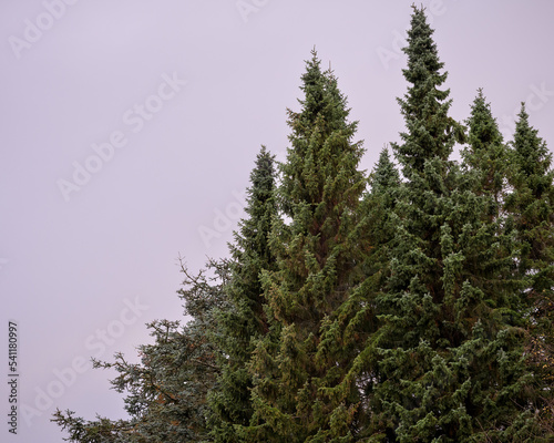 pine tree in the forest