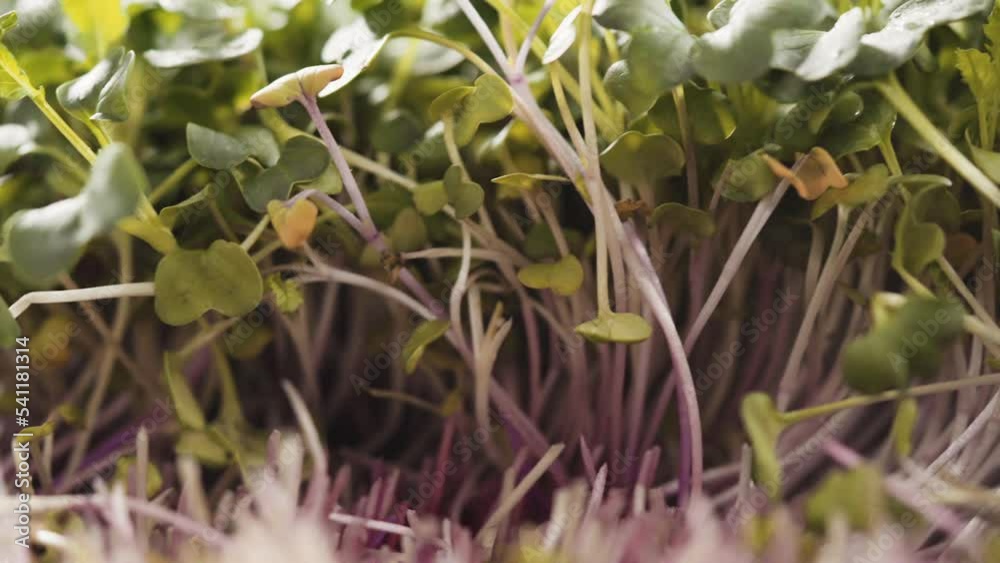 Harvesting radish microgreens from a large plastic tray. Harvesting radish microgreens from a large plastic tray.
