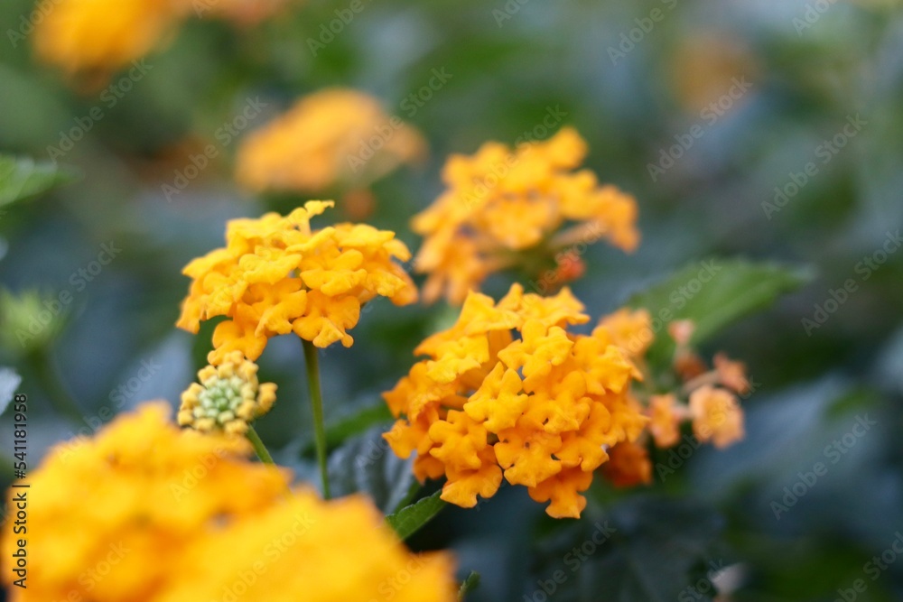 Healthy yellow Lantana’s in the evening light. Healthy yellow Lantana’s in the evening light.