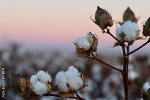 Cotton on a farm, about ready for harvest. 