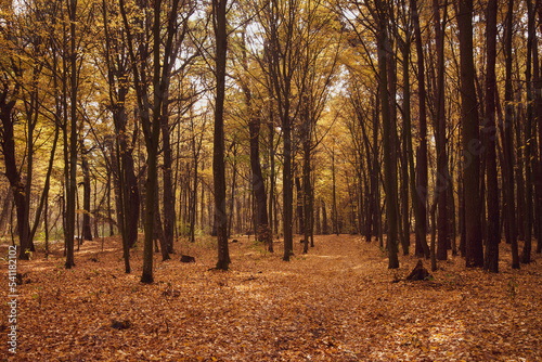 Autumn deciduous forest. Road in the autumn forest. Falling yellow leaves from trees. Seasons