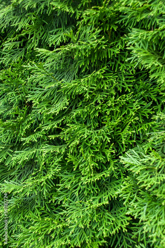 Close up of fresh green christmas leaves and branches of thuja coniferous tree with fine texture and structure of evergreen shrub
