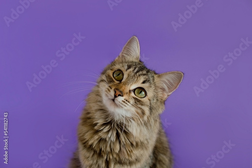Wall Mural Portrait of a charming gray tabby cat in the background in the studio