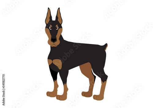 Vector illustration of doberman dog on white background
