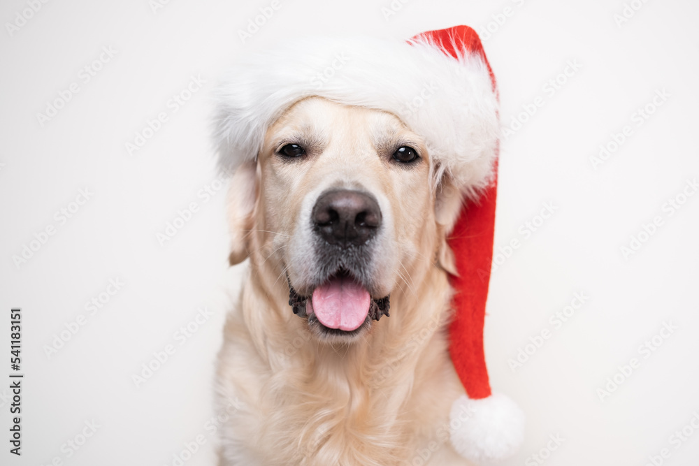 A cute Christmas dog in a red Santa Claus hat sits on a white background. Christmas or New Year card with a golden retriever. A cute Christmas dog in a red Santa Claus hat sits on a white background. Christmas or New Year card with a golden retriever.