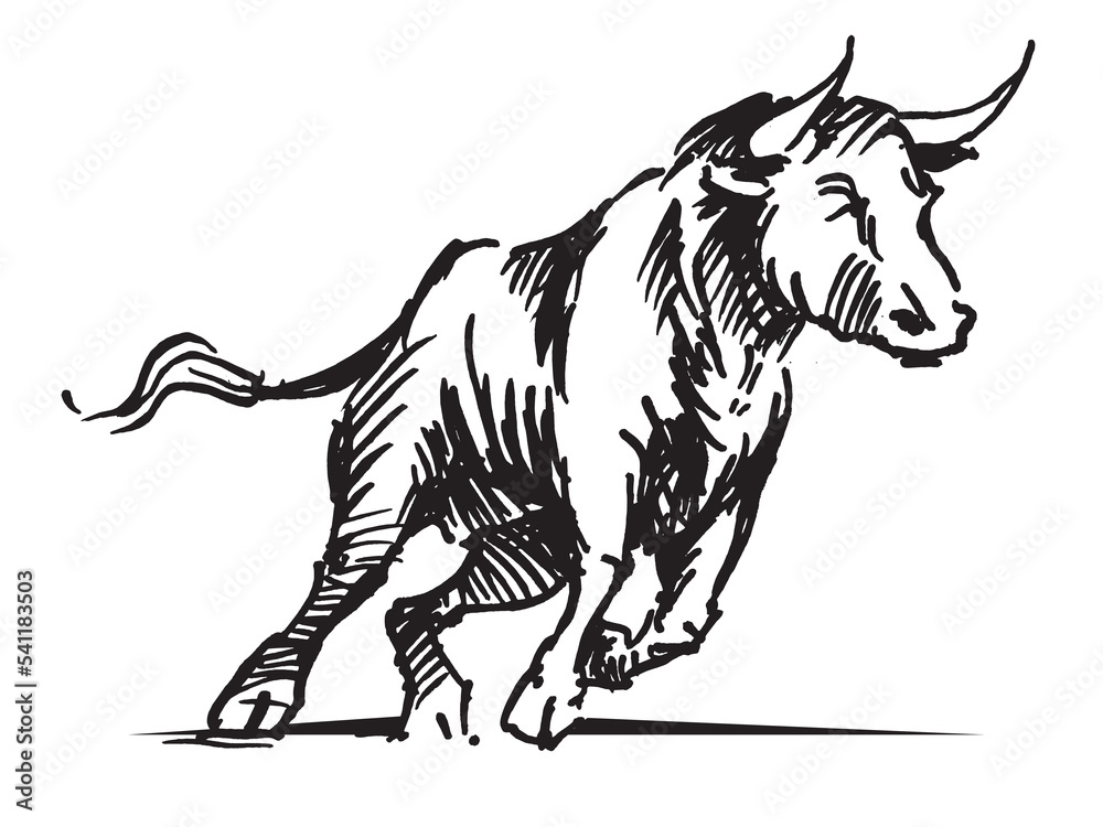 Fototapeta premium Line drawing of an aggressive attacking bull