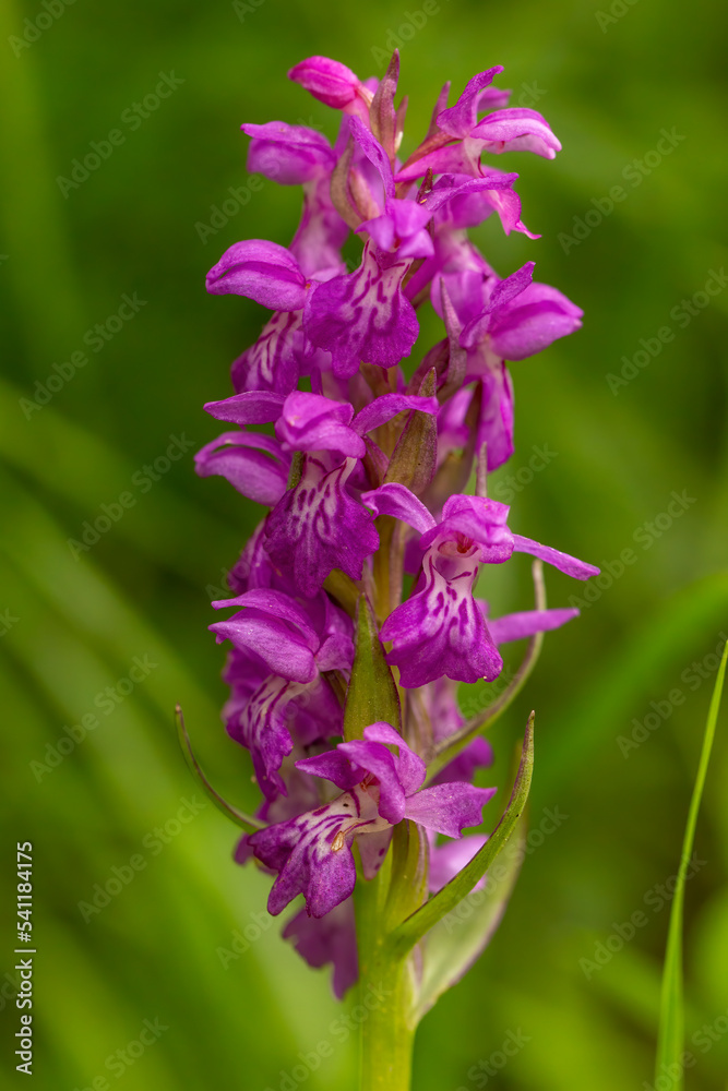 Heart-shaped Marsh Orchid (Dactylorhiza cordigera) Heart-shaped Marsh Orchid (Dactylorhiza cordigera)