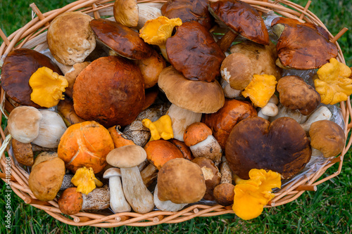 Top view of various wild mushrooms, forest mushrooms. collected in a basket. Mushrooms close-up. chanterelle mushrooms, orange cap boletus, porcini