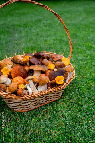 various wild mushrooms in a basket on green grass, forest mushrooms. collected in a basket. chanterelle mushrooms, boletus, white mushroom. Gifts of autumn