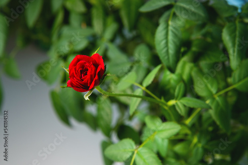 Fototapeta Naklejka Na Ścianę i Meble -  Small garden red rose, one flower bud, close up. Home plant
