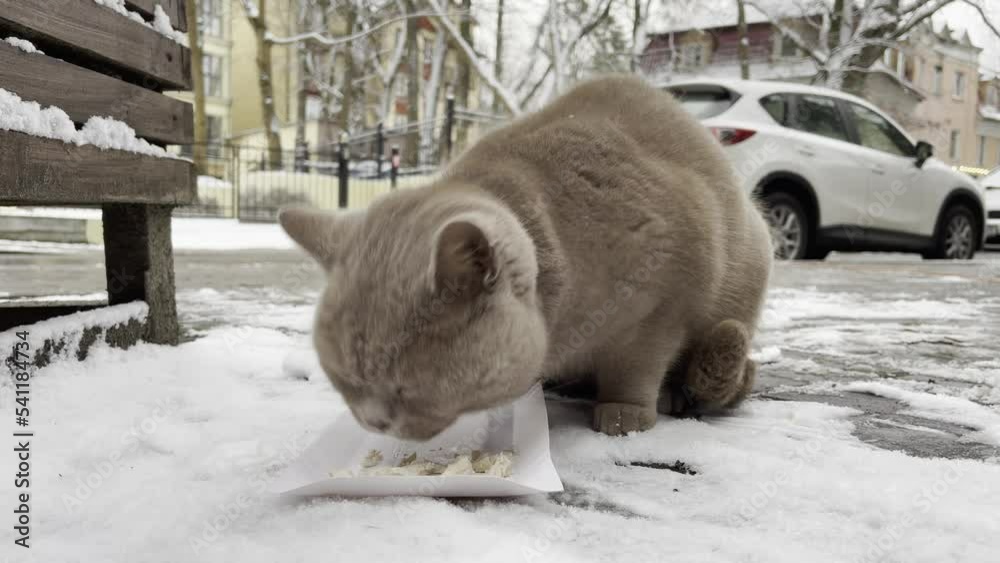 Cute stray cat eating food on snowy street Cute stray cat eating food on snowy street