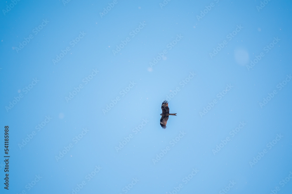 Fototapeta premium The bird of prey Black Kite flying in blue Sky in winter snowfall