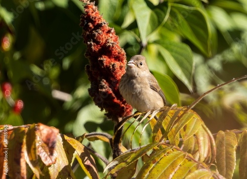 Closeup of a sparrow perched on the branch. photo