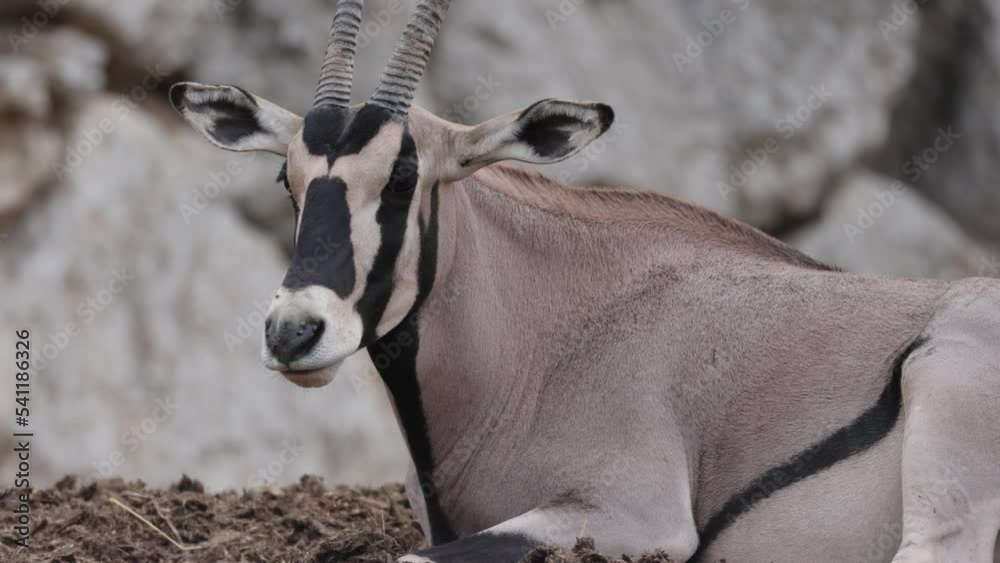 portrait d'un oryx beisa en gros plan