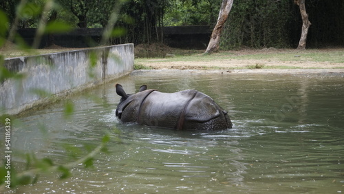 Dirty Indian one horned rhinoceros swimming Indian rhino in the water in the muddy water.