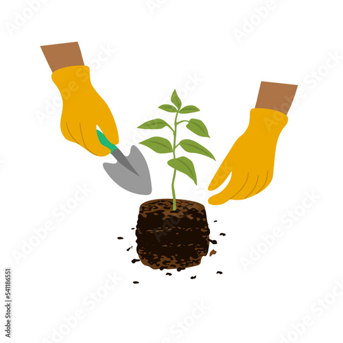 Plant care with hands in gloves and young sprout. Design for florists and gardeners flat cartoon vector illustration.
