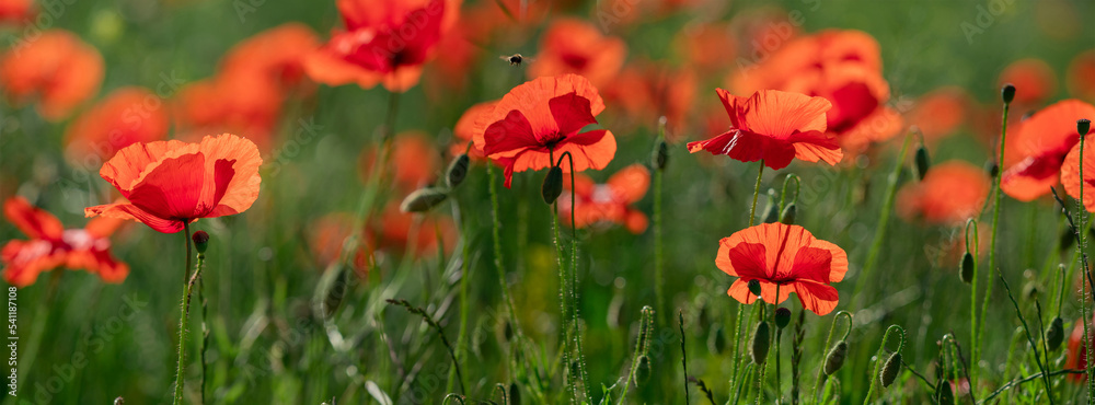 Fototapeta premium Field of poppy flowers papaver rhoeas in spring.