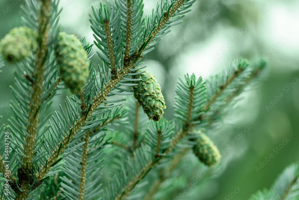 Tree cones with resin bumping between pine needles. Tree cones with resin bumping between pine needles.