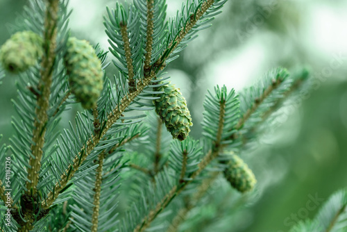 Tree cones with resin bumping between pine needles.
