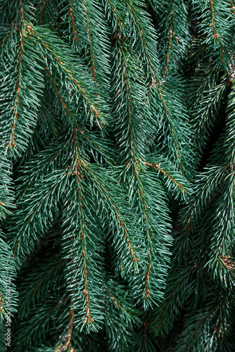Green spruce branches.