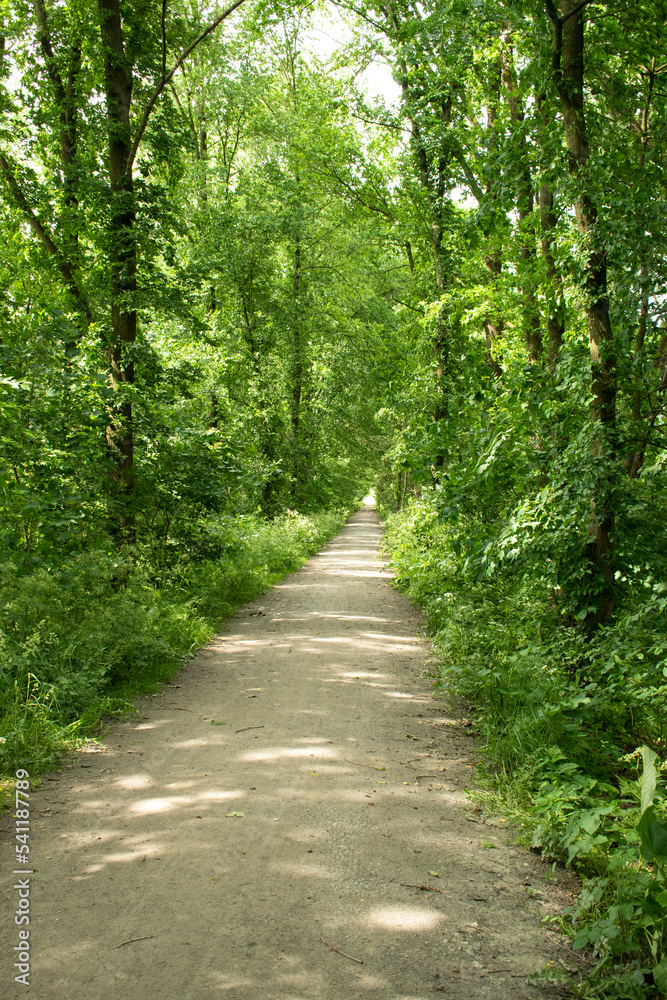 Fototapeta premium Waldweg im Frühling