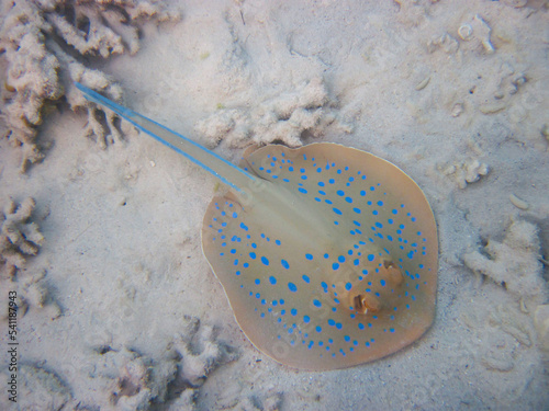 Taeniura lymma stingray at the bottom of the coral reef of the Red Sea, Sharm El Sheikh, Egypt