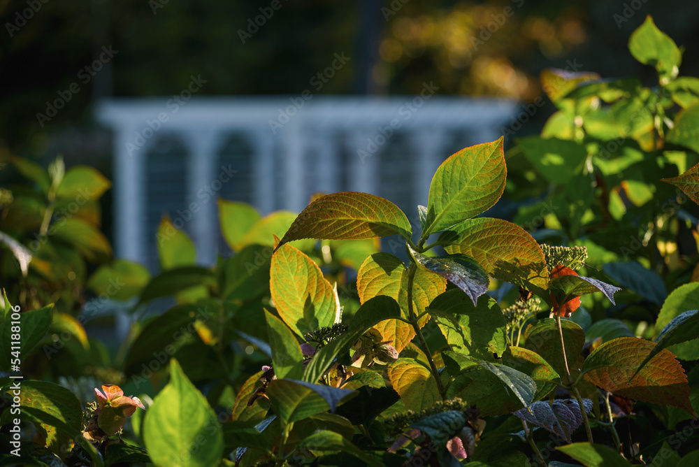 Obraz premium AUTUMN IN THE CITY PARK - Colorful season in the sunshine