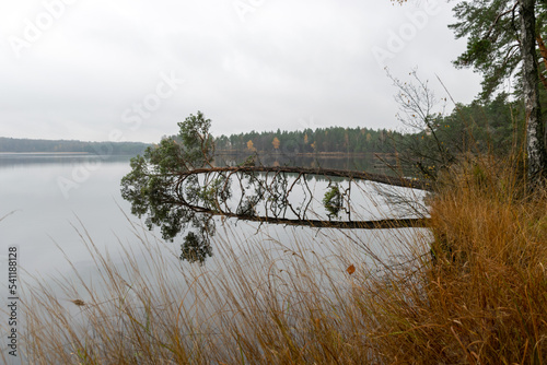 rainy gray autumn landscape from the lake, gray sky, calm water, fallen trees in the lake, Augstroze lake, Latvia photo