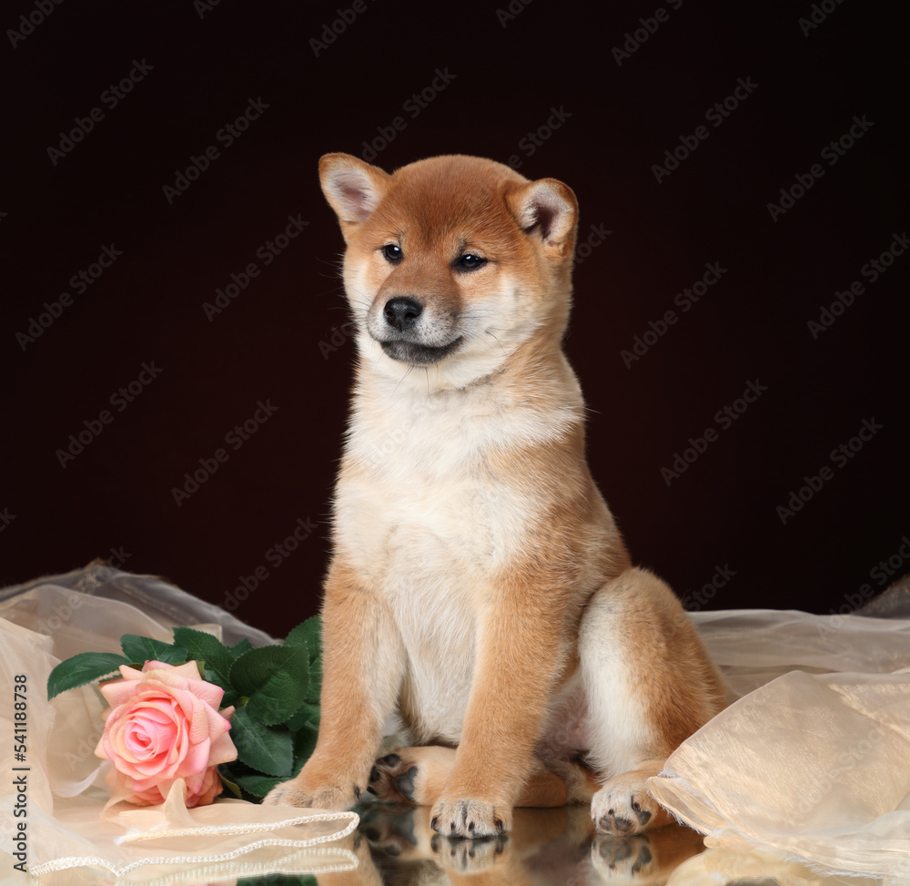 Cute shiba inu puppy with roses on brown background