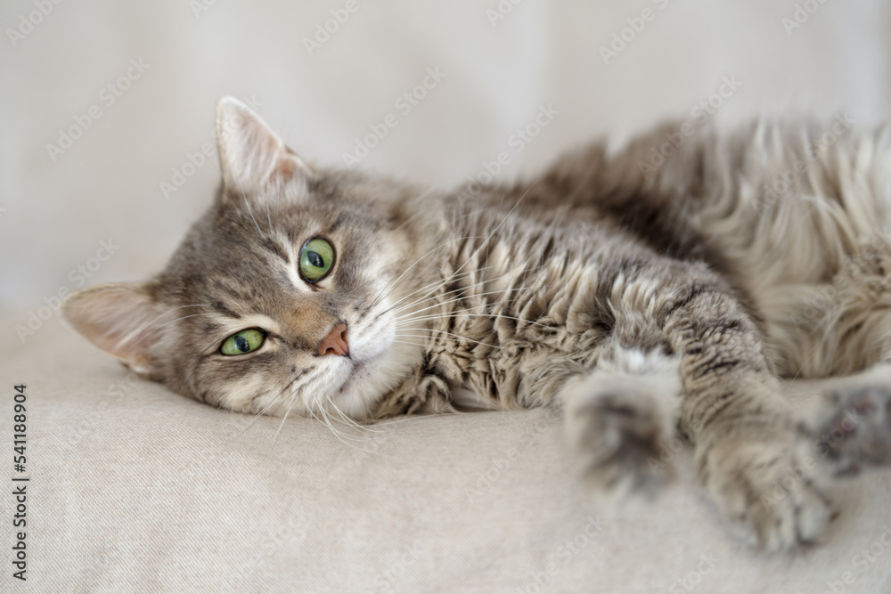 14 year old domestic cat lying on top of a couch